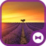 Logo of Lavender Field in Provence android Application 